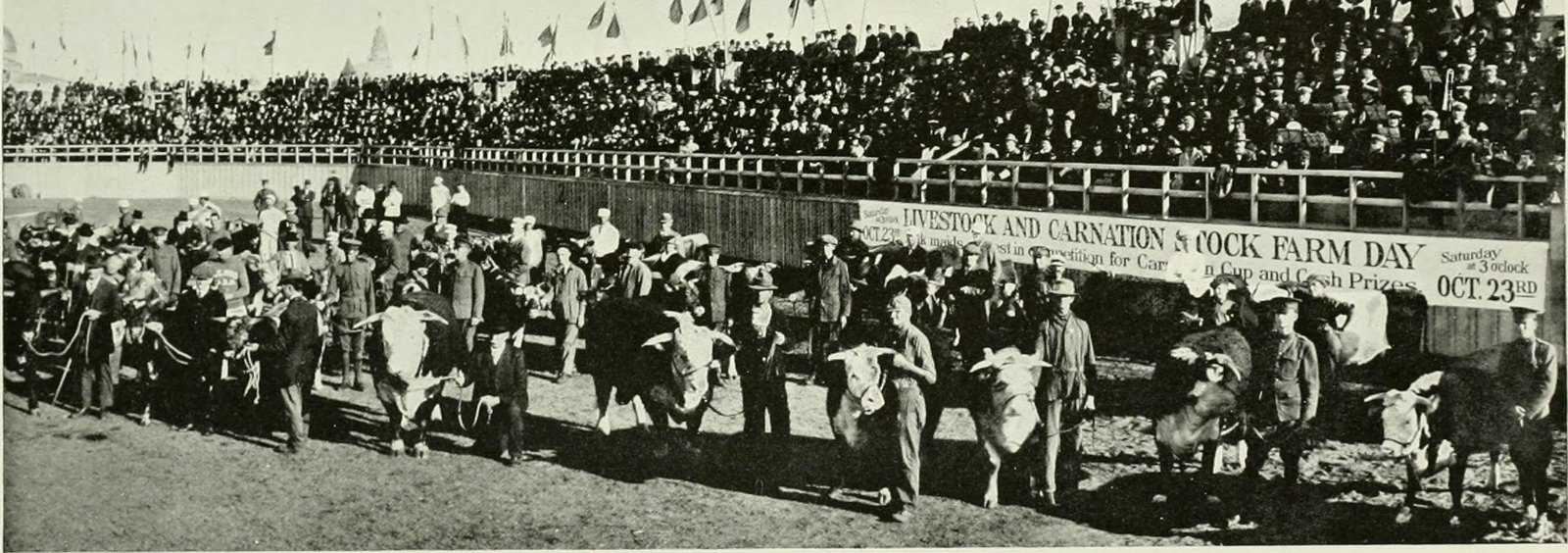 A live-stock parade before the grandstand
