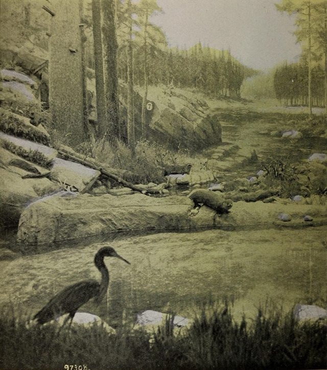 A wildlife display in the Canadian Pavilion: a heron at the edge of a pond, with rocks and a forest behind