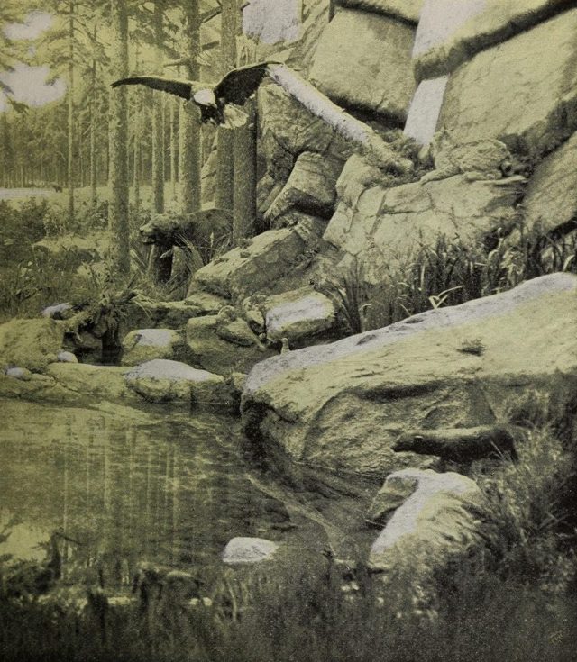 A wildlife display in the Canadian Pavilion: an eagle in flight over a rocky pond in a pine wood