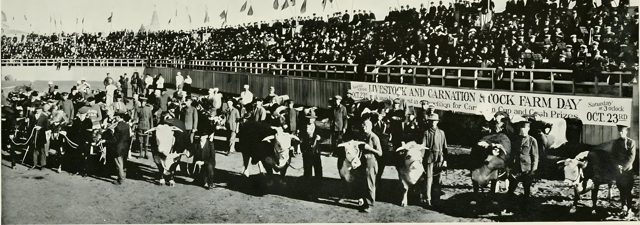 A livestock parade before the grandstand