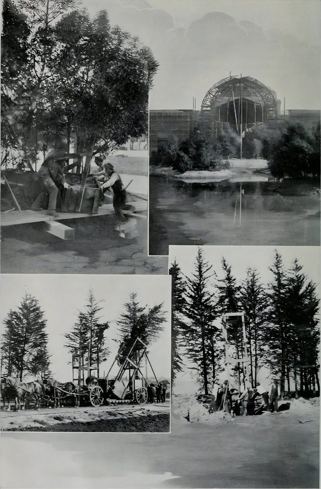 Laying out the grounds, 1914: moving an acacia to the island in the Fine Arts lagoon, planting the lagoon, and unloading and planting Monterey cypresses