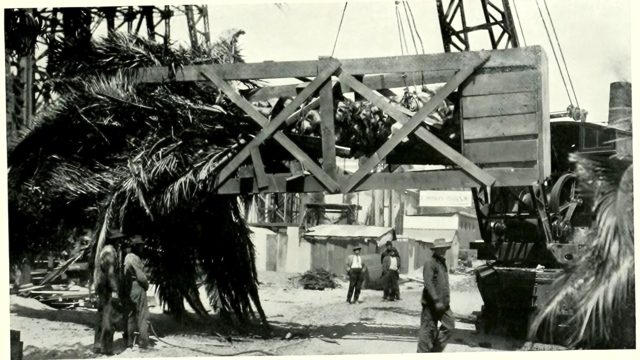 Gardening with a derrick: moving a full-grown tree