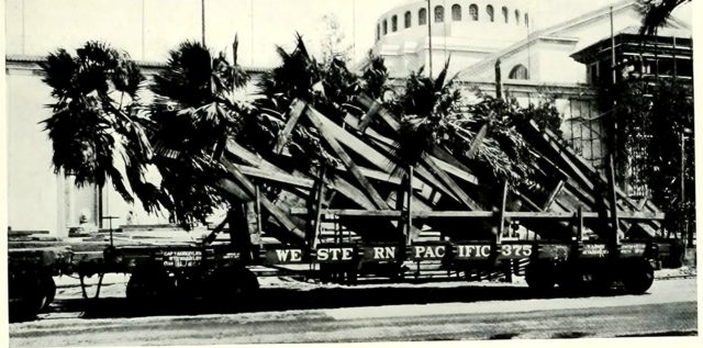 Living palms in carload lots