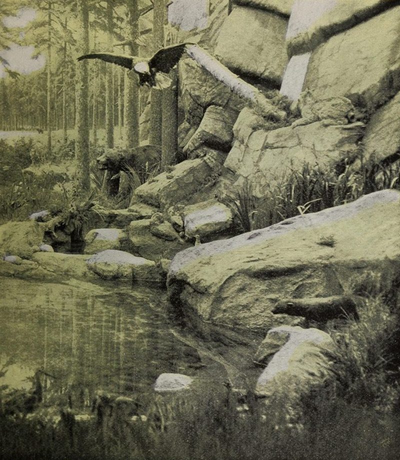 A wildlife display in the Canadian Pavilion: an eagle in flight over a rocky pond in a pine wood